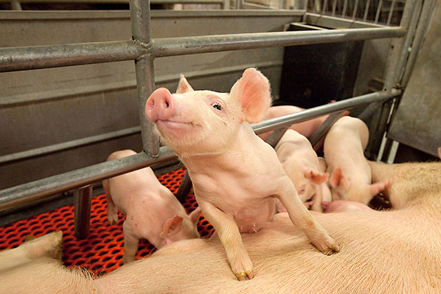 Piglets and their mother, photographed by USDA Agricultural Research Service